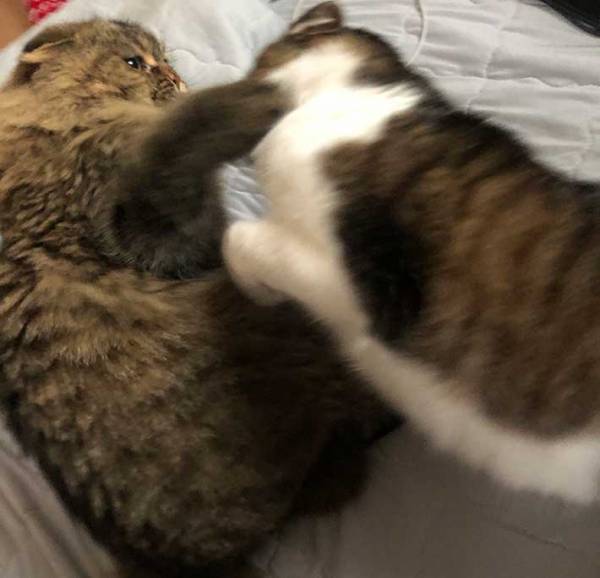 あまり仲がよくない２匹の猫　飼い主が二度見した『奇跡の光景』が、こちら