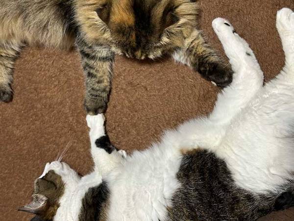 あまり仲がよくない２匹の猫　飼い主が二度見した『奇跡の光景』が、こちら