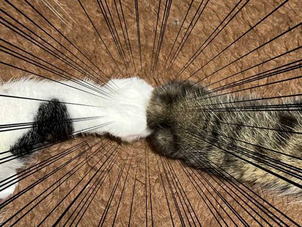 あまり仲がよくない２匹の猫　飼い主が二度見した『奇跡の光景』が、こちら