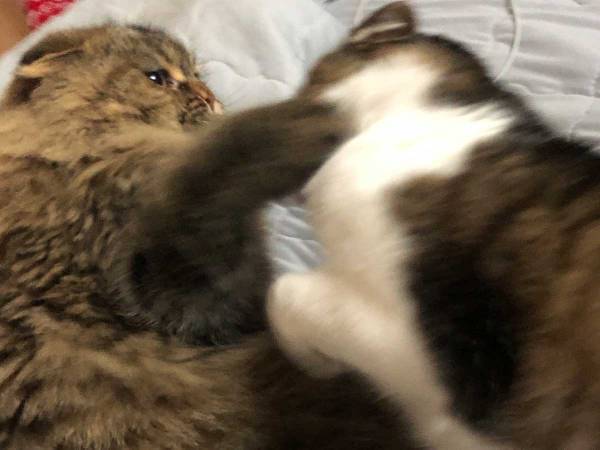 あまり仲がよくない２匹の猫　飼い主が二度見した『奇跡の光景』が、こちら