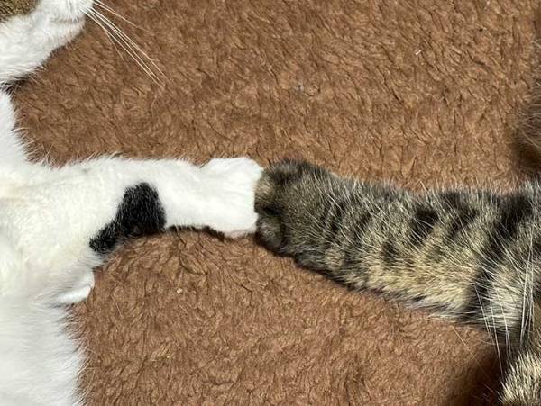 あまり仲がよくない２匹の猫　飼い主が二度見した『奇跡の光景』が、こちら
