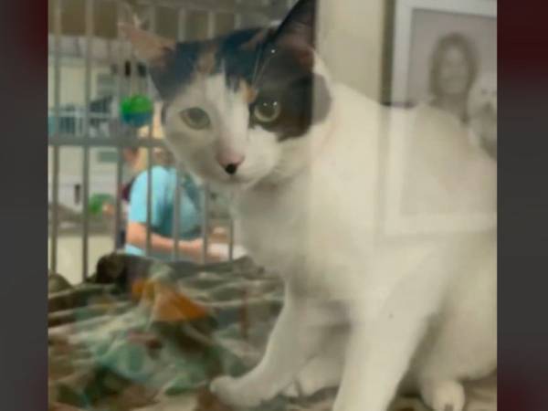 飼い主に家から追い出された猫　理由に耳を疑う「信じられない」「かわいそうに」