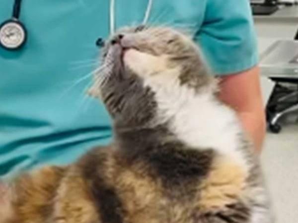 猫の様子がおかしい…？　震えまくる鳴き声に１５０万人が驚き