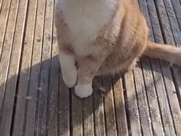 ドアの前でなにかを訴える猫　その後の展開に「頭よすぎる！」