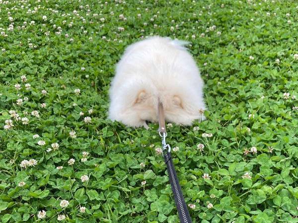 「なにこれ」「たんぽぽの綿毛かな？」　シロツメクサに埋まる謎の『フワフワ』　その正体は…