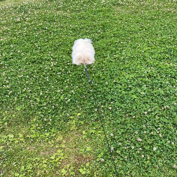 「なにこれ」「たんぽぽの綿毛かな？」　シロツメクサに埋まる謎の『フワフワ』　その正体は…