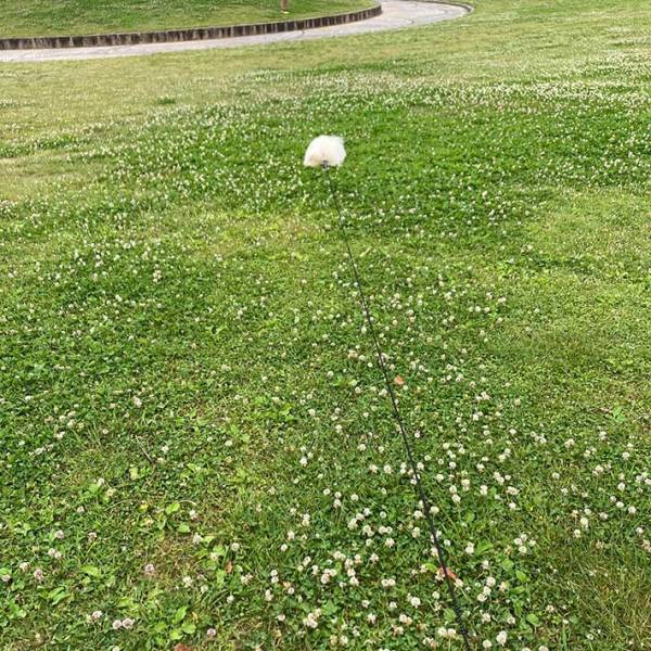 「なにこれ」「たんぽぽの綿毛かな？」　シロツメクサに埋まる謎の『フワフワ』　その正体は…