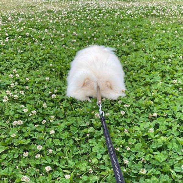 「なにこれ」「たんぽぽの綿毛かな？」　シロツメクサに埋まる謎の『フワフワ』　その正体は…