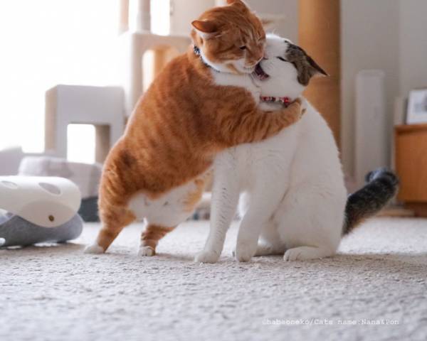 「お熱い…」「究極にかわいい」　仲良し猫２匹が、いきなり…！？