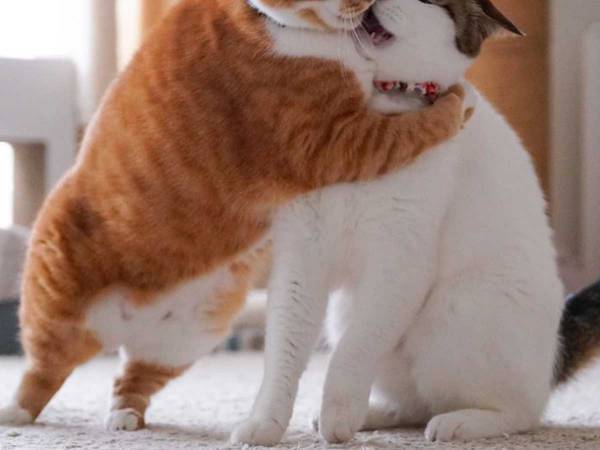 「お熱い…」「究極にかわいい」　仲良し猫２匹が、いきなり…！？