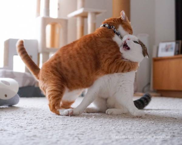 「お熱い…」「究極にかわいい」　仲良し猫２匹が、いきなり…！？