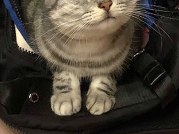 猫が飼い主の外出を阻止？　その表情に「これは反則」「仕事を休むしかないね