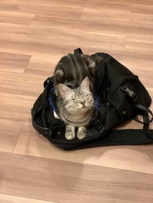 猫が飼い主の外出を阻止？　その表情に「これは反則」「仕事を休むしかないね