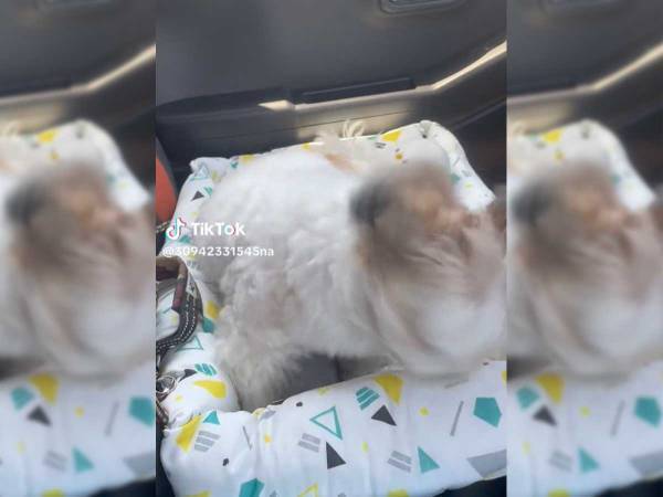 「犬の動画でこんなに笑ったの初めて」　多くの人が爆笑した、シーズーのくしゃみって？