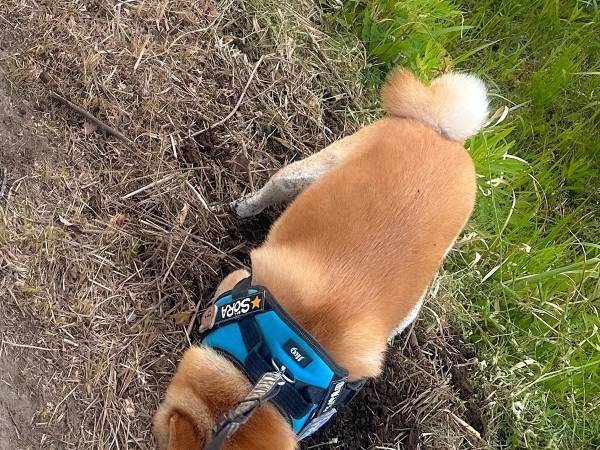 ２歳の息子と犬の散歩をしていたら？　振り返った時に見た光景が衝撃的だった！