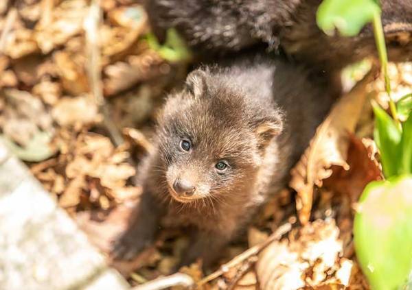 赤ちゃんタヌキを保護しないで　環境保全センターの注意喚起に「知らなかった」「気を付けよう」