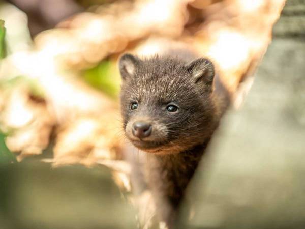 赤ちゃんタヌキを保護しないで　環境保全センターの注意喚起に「知らなかった」「気を付けよう」
