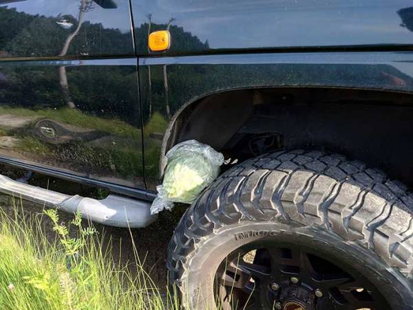 タイヤの上に置かれたキャベツ　その『意味』が、素敵すぎた　「田舎あるある」「優しい世界」
