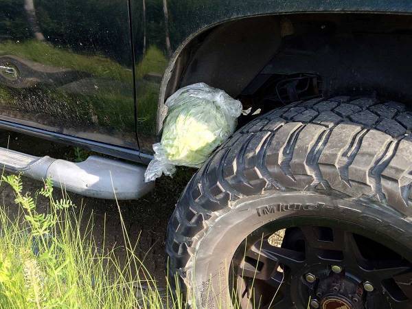 タイヤの上に置かれたキャベツ　その『意味』が、素敵すぎた　「田舎あるある」「優しい世界」