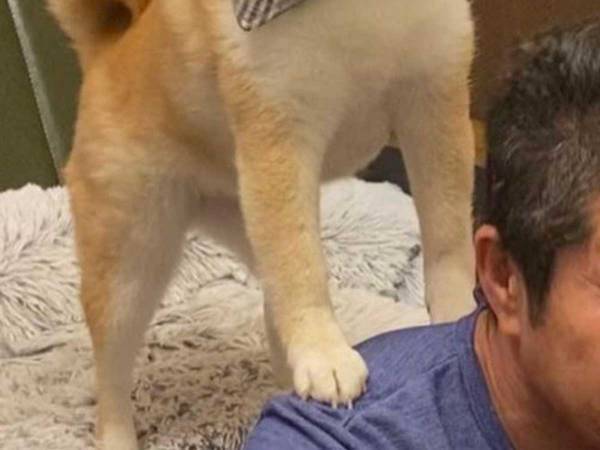 飼い主の肩に乗る柴犬　浮かべた表情に「かわいすぎる！」「仲良し親子」