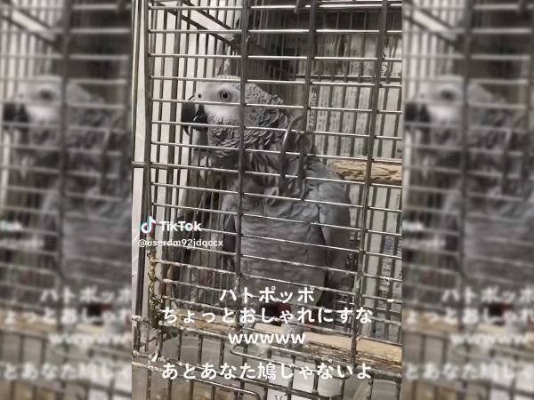 「それは反則、吹いた」　歌うヨウムに、ツッコミが相次ぐ　その理由は…