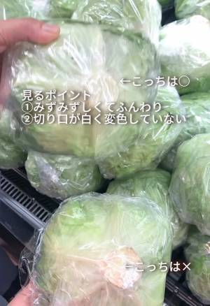 おいしいレタスの選び方は？　４つのチェックポイントを押さえてお得にゲット