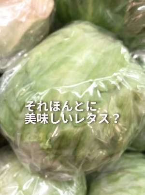 おいしいレタスの選び方は？　４つのチェックポイントを押さえてお得にゲット