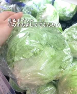 おいしいレタスの選び方は？　４つのチェックポイントを押さえてお得にゲット