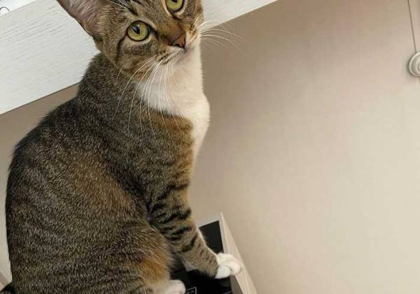 「何この音…」　家電から聞こえる怪しい音　見に行くと、そこにいたのは…