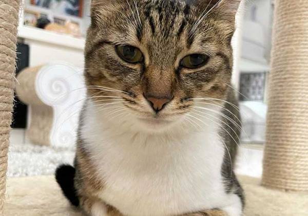 「何この音…」　家電から聞こえる怪しい音　見に行くと、そこにいたのは…