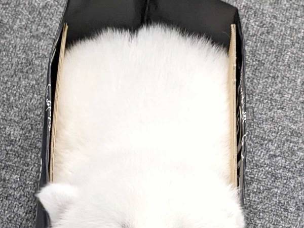 「悶絶」「イケませんって…！」　秋田犬の赤ちゃん、可愛さがヤバいと話題に