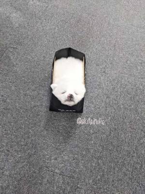 「悶絶」「イケませんって…！」　秋田犬の赤ちゃん、可愛さがヤバいと話題に