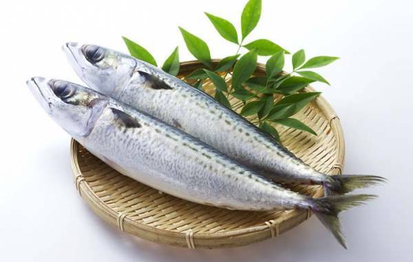 昔から日本人に馴染み深い『鯖』は、光ものの王者　旨い鯖寿司を頬張る楽しみ