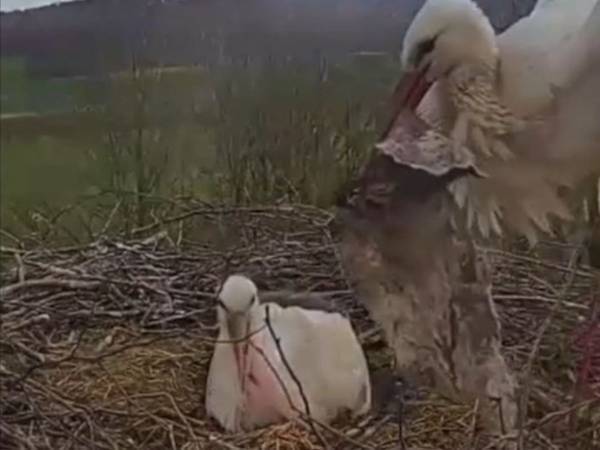 毛布を巣に持って帰ってきたコウノトリ　次の瞬間？　「なんという紳士」