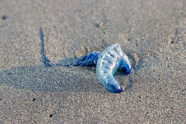 きれいなゴミが落ちていると思ったら…　浜辺に落ちている『青いビニール』の正体にゾっとする