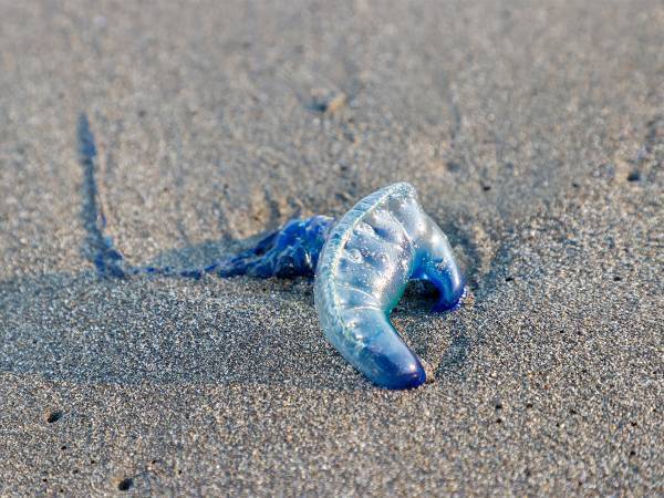 きれいなゴミが落ちていると思ったら…　浜辺に落ちている『青いビニール』の正体にゾっとする