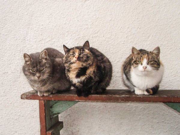 大きなあくびをする１匹の猫　奇跡の連鎖反応に「見たことない！」「完璧なタイミング」