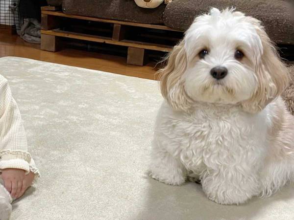 愛犬に似てきたのは飼い主ではなく…？　２３万『いいね』が寄せられた写真に、悶絶