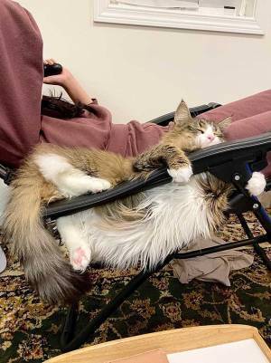 「よく寝られるな」「笑った」　猫のまさかの寝姿に、吹き出す人が続出