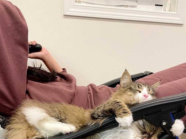 「よく寝られるな」「笑った」　猫のまさかの寝姿に、吹き出す人が続出