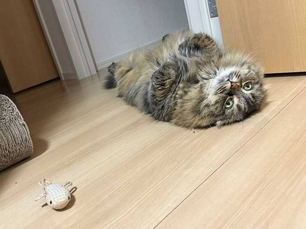 「惚れてまうやろ」　就寝前の飼い主に『遊びたいアピール』をする猫の姿が、こちら