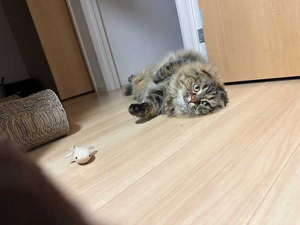 「惚れてまうやろ」　就寝前の飼い主に『遊びたいアピール』をする猫の姿が、こちら