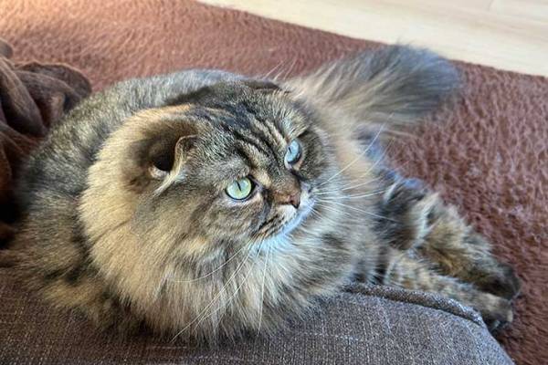 「惚れてまうやろ」　就寝前の飼い主に『遊びたいアピール』をする猫の姿が、こちら