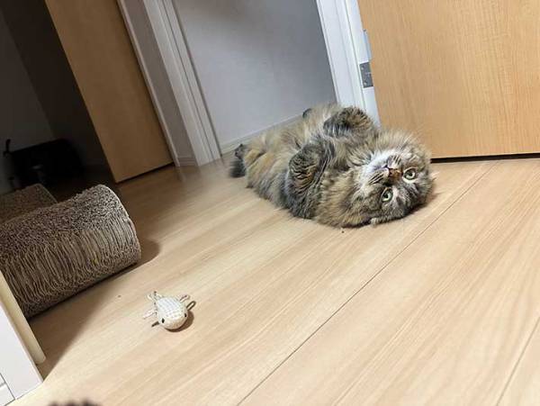 「惚れてまうやろ」　就寝前の飼い主に『遊びたいアピール』をする猫の姿が、こちら