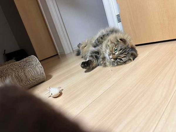 「惚れてまうやろ」　就寝前の飼い主に『遊びたいアピール』をする猫の姿が、こちら