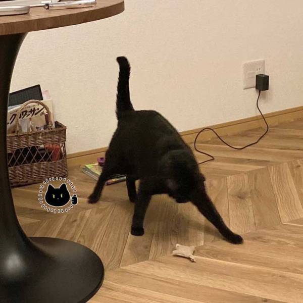 シャー！！シャー！！　黒猫が闘う相手は「めちゃくちゃ小さい」「大人気ない、かわいい」