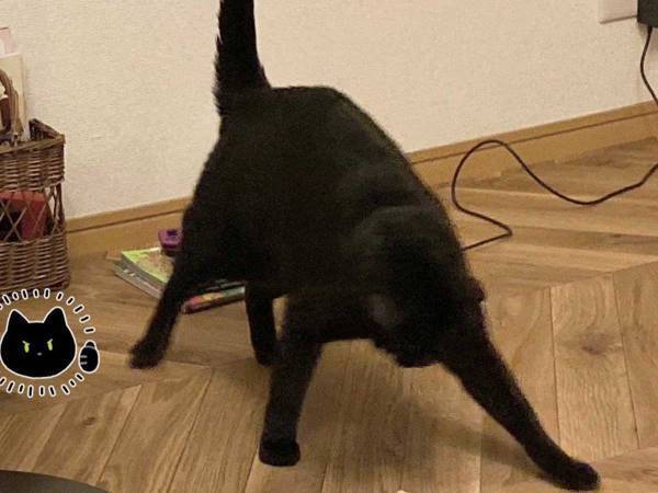 シャー！！シャー！！　黒猫が闘う相手は「めちゃくちゃ小さい」「大人気ない、かわいい」