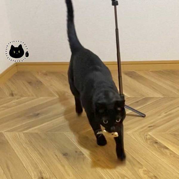 シャー！！シャー！！　黒猫が闘う相手は「めちゃくちゃ小さい」「大人気ない、かわいい」