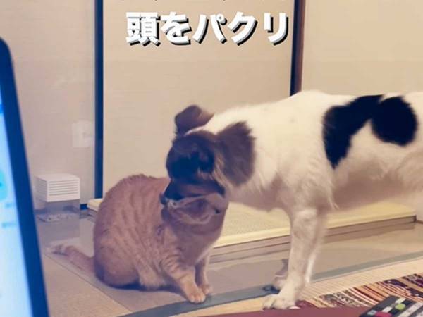 猫にしつこいスキンシップを続ける犬　我慢の限界が来た猫が？　「笑えて癒される！」「まるで夫婦」