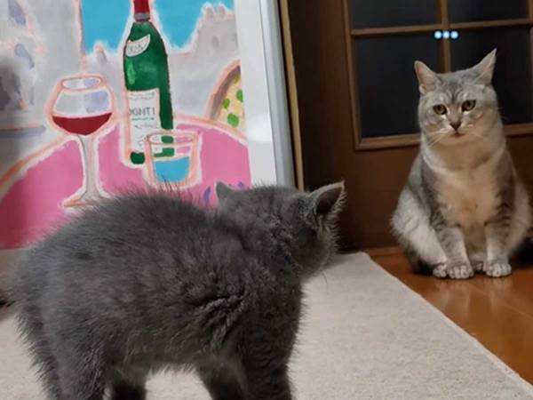 優しすぎる先輩猫　子猫の威嚇に戸惑い、とった行動に「笑ってしまった」「表情がツボ」